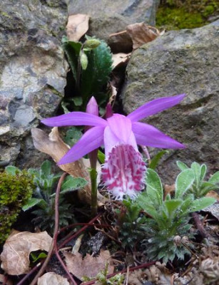 Pleione_limprichtii_fars_2010.jpg