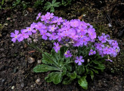 Primula_baldschuanica_fars_2010_.jpg