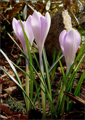 Crocus_Y..JPG