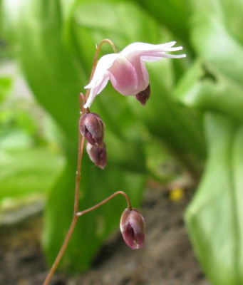 Epimedium_Jenny_Wren_2_800x600.jpg