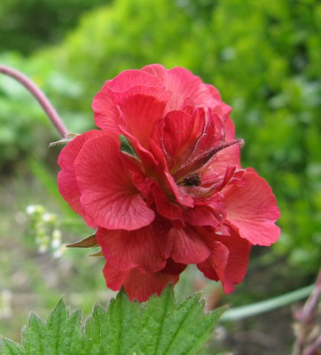 Geum_unbenannt_gefullt_800x600.jpg