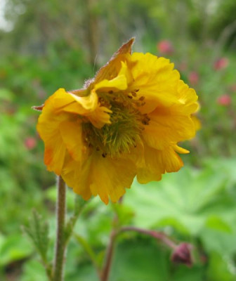 Geum_Samling_gerfranst_800x600.jpg