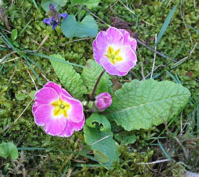 primula_vulgaris_04.jpg