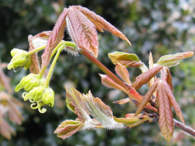 Acer_griseum_800x600.jpg
