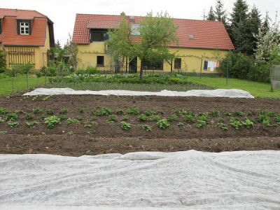 Gemusegarten_Mai_10_ue.jpg