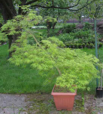 Acer_palmatum_Dissectum_800x600.jpg