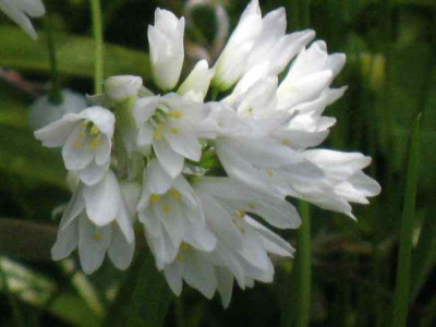 Allium_zebdanense1_IMG_5562.JPG