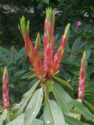 Rhododendron_decorum_IMG_5555.JPG