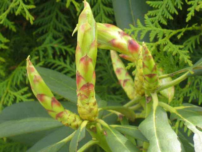 Rhododendron_sutchuense_IMG_5570.JPG