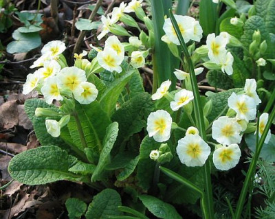 Primula_vulgaris_06.jpg