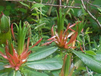 Rhododendron_barbatum_IMG_5552.JPG