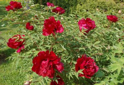 Mei_Gui_Sa_Jin_0010__64521.jpg
