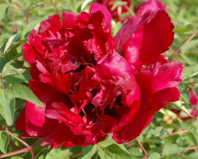Mei_Gui_Sa_Jin_0011__64523.jpg