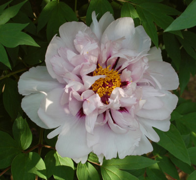 Fen_Jin_Yu_0010__64557.jpg