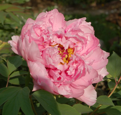 Jeanne_dArc_0010__64555.jpg