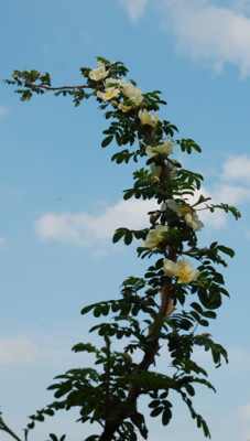 Rosa_sericea_pteracantha_0010__64607.jpg