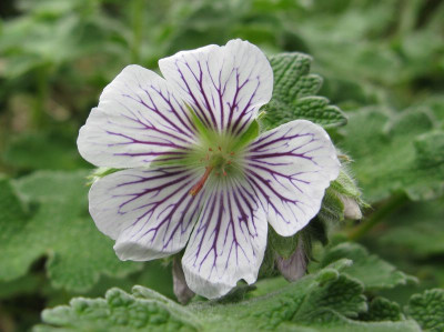 Geranium_remardii_800x600.jpg