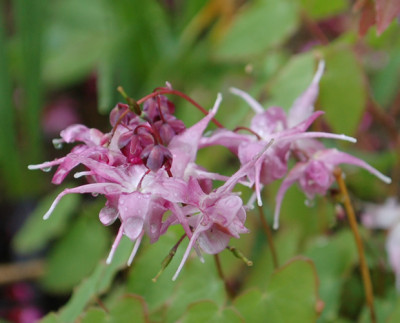 Epimedium_grandiflorum_Lilafee_0010__64387.jpg