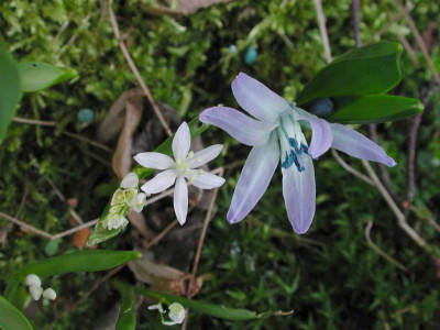 Scilla_bifolia_Alba_und_Scilla_rosenii.jpg