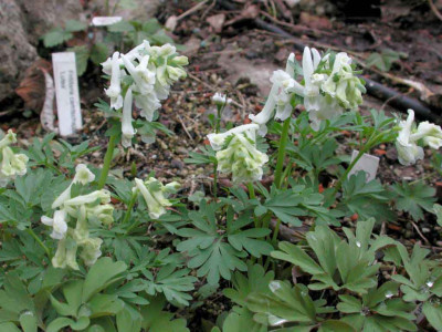 Corydalis_solida_Whites.jpg