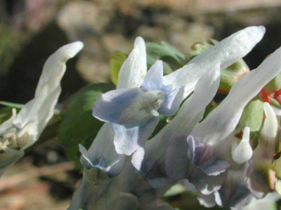 Corydalis_solida_Blue_Shades.jpg
