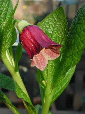 Scopolia_carniolica.jpg