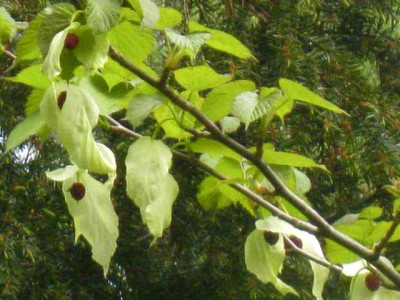 Davidia_involucrata_IMG_5547.JPG