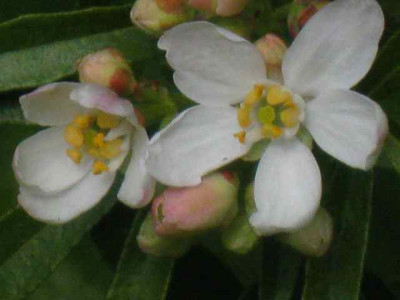 Choysia_ternata_Aztec_Pearl_IMG_5566.JPG