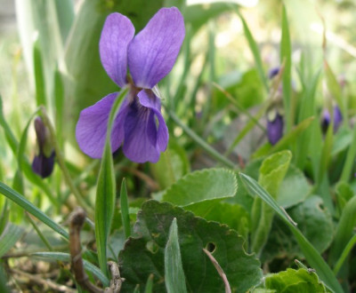 viola_odorata_umfeld.jpg