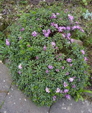 Daphne_sericea_fars_2010.jpg