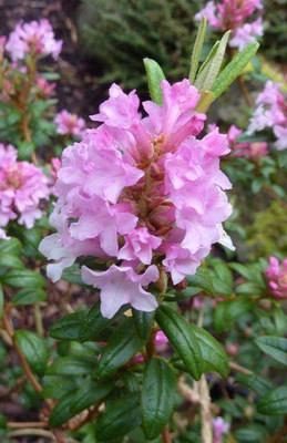 Rhododendron_trichostomum_var._ledoides_fars_2010.jpg