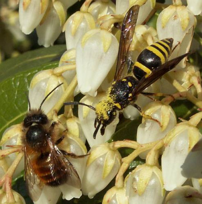 Osmia_bicornis_-_Rote_Mauerbiene_11.jpg