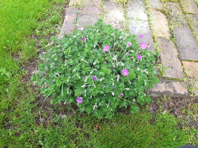 Geranium_sang_ue.jpg