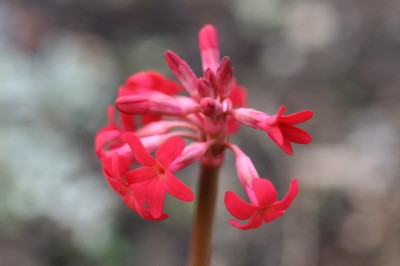Primula_maximowiczii.JPG