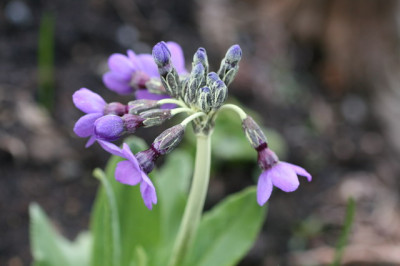 primula_siniopurpurea.JPG