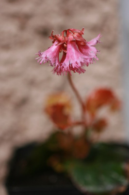 Schizocodon_iliacifolia.JPG