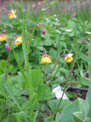 geum_unbek1kl.jpg