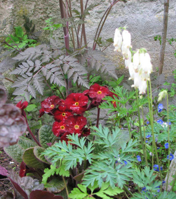 Primula_dunkelrot3.jpg