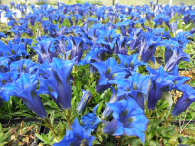 DSCF0869.JPG