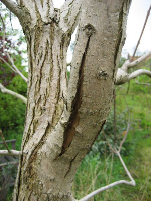 2010-05-10_Catalpa1.jpg