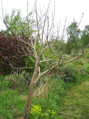 2010-05-10_Catalpa2.jpg