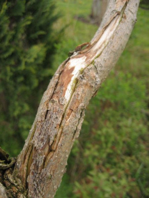 2010-05-10_Catalpa3.jpg