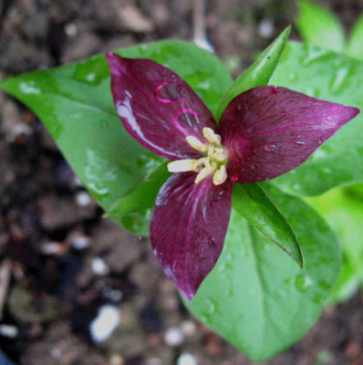 Trillium_ovatum_8.5.10._010.jpg