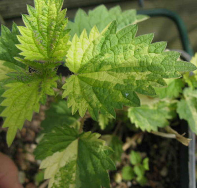 Urtica_10.5.10._026.jpg