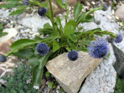 Globularia_bisnagarica__8.5.10._028.jpg