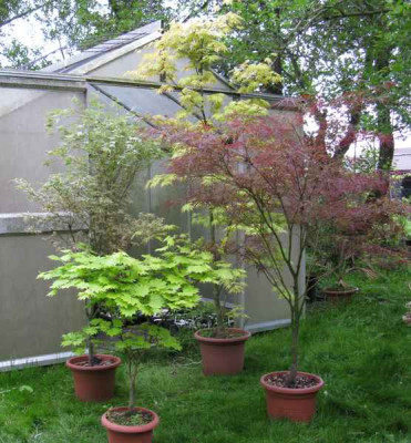 Acer_Topfparade_800x600.jpg