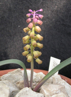 comp_Muscari_massayanum_09.05.10.jpg