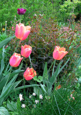 Euph_dulics_chamae_tulpen4.jpg
