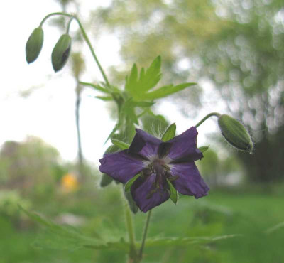 Geranium_phaeum_Lily_Lowell_800x600.jpg