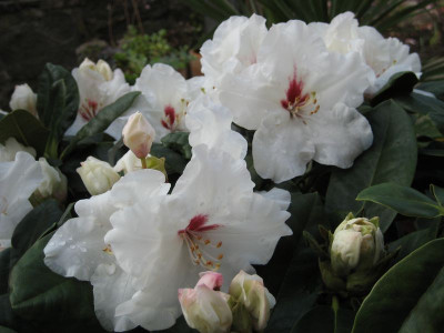 2010-05-10_Schneespiegel.jpg